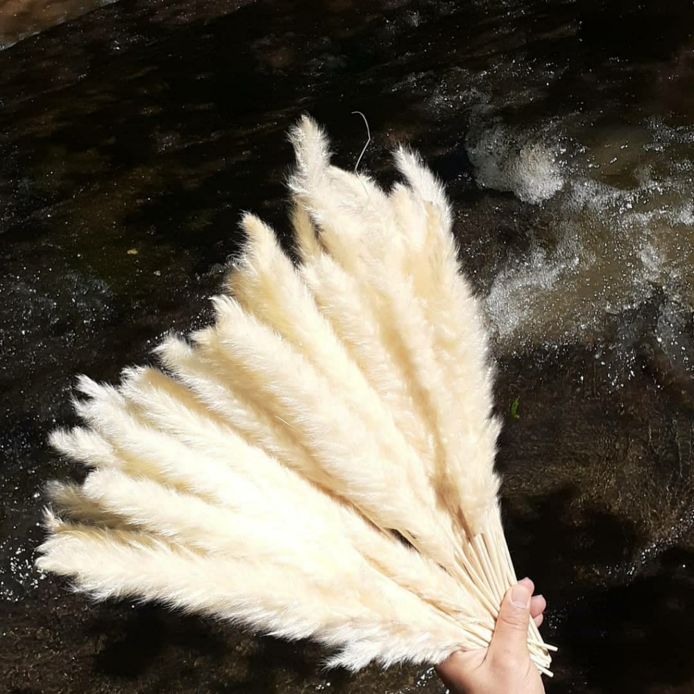 Pampas Grass Luxury Box boho Wedding Housewarming graduation Decor mom's gift! - Picture 4 of 7